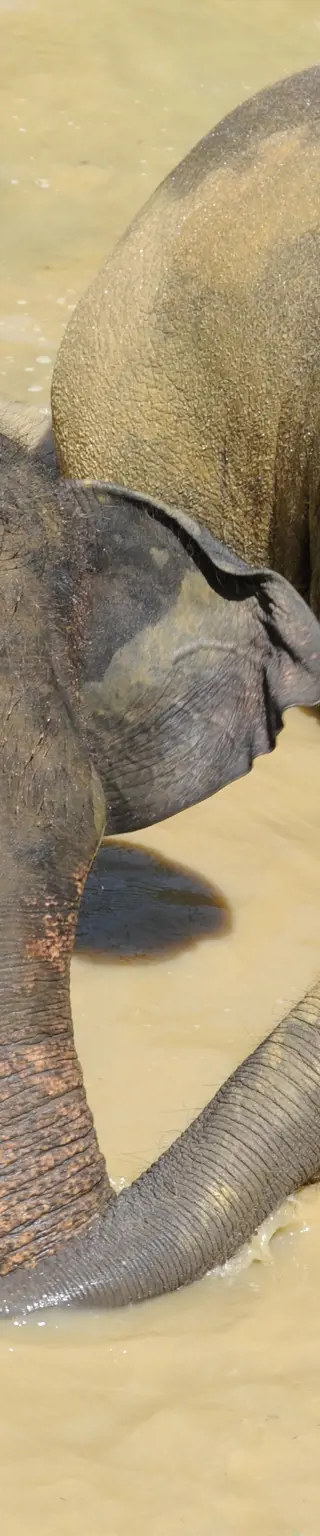 Elephant Haven Sai Yok